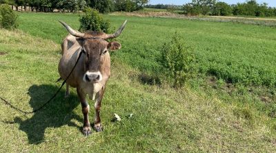 Instalatia de muls la bidon, o solutie practica pentru gospodaria ta